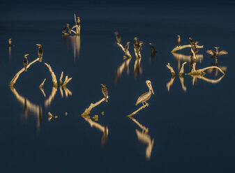 Scenic view of pelicans perching on branches over Salton Sea during night - CAVF35712