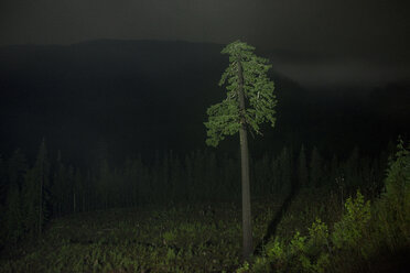 Blick auf Big Lonely Doug auf dem Feld bei Nacht - CAVF35718