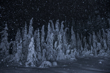 Malerischer Blick auf schneebedeckte Bäume bei Nacht - CAVF35723