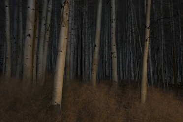 Tranquil view of aspen trees during night - CAVF35739