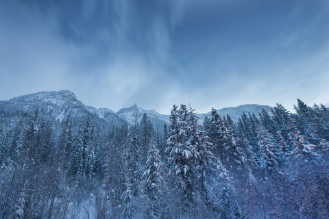 Niedriger Blickwinkel auf schneebedeckte Bäume gegen den Himmel im Wells Gray Provincial Park, lizenzfreies Stockfoto