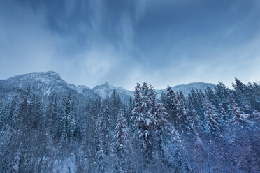 Niedriger Blickwinkel auf schneebedeckte Bäume gegen den Himmel im Wells Gray Provincial Park - CAVF35744
