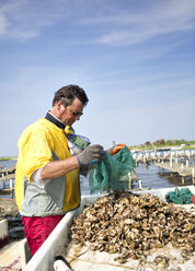 Mann nimmt Austern aus dem Netz, während er gegen den Himmel arbeitet - CAVF35936