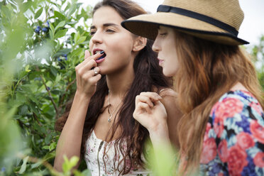 Frau isst Blaubeere, während sie mit einem Freund auf dem Bauernhof steht - CAVF35974