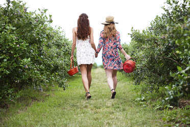 Rückansicht von Freunden mit Körben, die sich an den Händen halten, während sie auf einem Feld in einem Bauernhof spazieren gehen - CAVF35977
