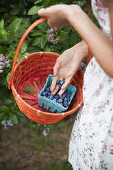 Mittelteil einer Frau, die Beeren in einem Karton aufbewahrt, während sie auf einem Bauernhof erntet - CAVF35982