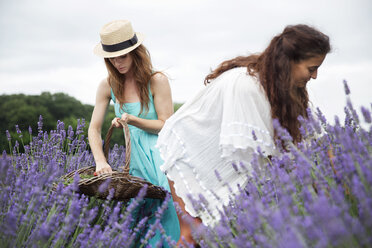 Freunde pflücken Lavendel im Feld gegen den Himmel - CAVF35995