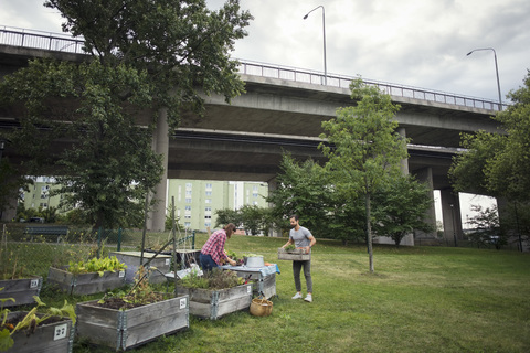 Mid Erwachsenen Mann und Frau arbeiten im Gemüsegarten mit Brücke im Hintergrund, lizenzfreies Stockfoto