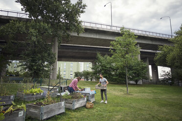 Mid Erwachsenen Mann und Frau arbeiten im Gemüsegarten mit Brücke im Hintergrund - MASF02253