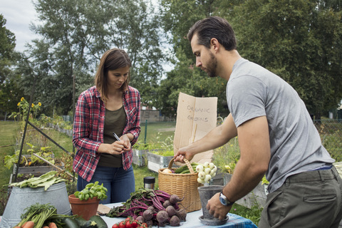 Mid adult couple arranging garden vegetables on table, lizenzfreies Stockfoto