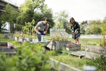 Mid adult couple working in vegetable garden - MASF02259