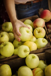 Ausgeschnittenes Bild einer Frau, die auf dem Markt Äpfel auswählt - CAVF36229