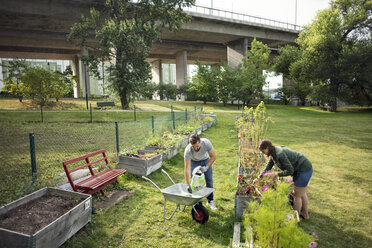 Ein erwachsenes Paar in voller Länge bei der Arbeit im städtischen Garten - MASF02472