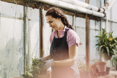 Woman looking at potted plants in greenhouse - MASF02954