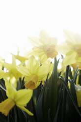 Yellow daffodils blooming outdoors - MASF02955