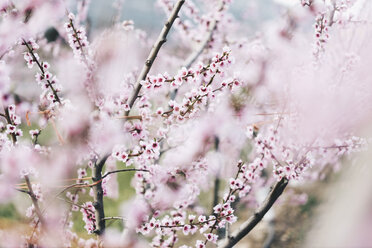 Spain, Lleida, Cherry blossoms - OCAF00210