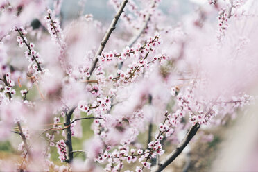 Peach blossom at dusk in plantation grown in Spain, Prunus Persica,  Rosaceae Stock Photo - Alamy