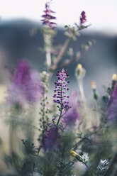 Lila Blumen in Lleida - OCAF00212