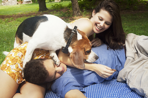 Glückliches Paar spielt mit Beagle im Park, lizenzfreies Stockfoto