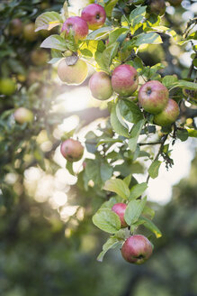 Niedriger Blickwinkel auf Äpfel in einem Obstgarten - MASF03115