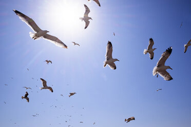 Low angle view of seagulls flying against blue sky on sunny day - CAVF36461