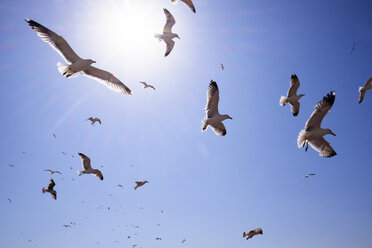 Niedriger Winkel Ansicht von Möwen fliegen gegen blauen Himmel an einem sonnigen Tag - CAVF36461