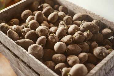 High angle view of freshly harvested potatoes in crate - CAVF36462