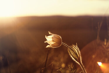 Nahaufnahme einer blühenden Blume auf einem Feld bei Sonnenuntergang - CAVF36463