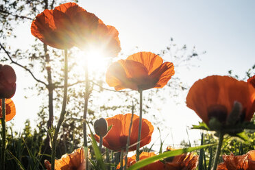 Low angle view of poppy flowers against sky during sunny day - CAVF36469