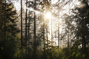 Sonnenlicht strömt durch Bäume im Wald - CAVF36470