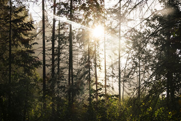 Sunlight streaming through trees in forest - CAVF36470