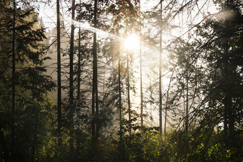 Sonnenlicht strömt durch Bäume im Wald - CAVF36470