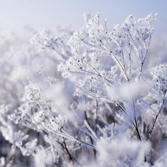 Nahaufnahme einer schneebedeckten Pflanze - CAVF36476