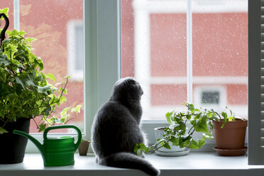 Cat looking through window while sitting by potted plants - CAVF36479