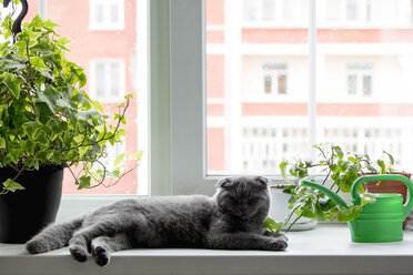 Porträt einer Katze, die sich bei Topfpflanzen auf der Fensterbank entspannt - CAVF36480