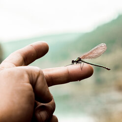 Close-up of dragonfly perching on boy's finger - CAVF36489