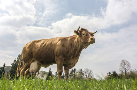 Deutschland, Milchkuh auf der Weide stehend, lizenzfreies Stockfoto