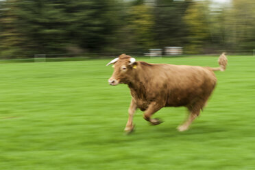 Deutschland, Stier läuft auf Feld - PAF01797