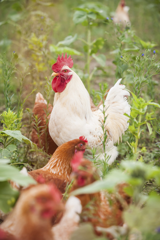 Deutschland, Huhn auf dem Bauernhof, lizenzfreies Stockfoto