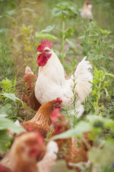 Deutschland, Huhn auf dem Bauernhof - PAF01798