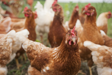 Deutschland, Huhn auf dem Bauernhof - PAF01799