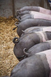 Deutschland , Schweine im Schweinestall, Rückansicht - PAF01801