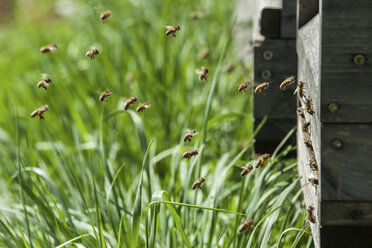 Deutschland, Bienenstöcke auf Schaden - PAF01802