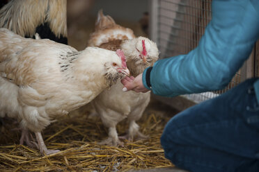 Deutschland, Person beim Füttern von Hühnern auf dem Bauernhof - PAF01806
