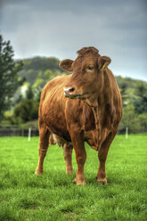 Germany, Dairy cow standing on pasture - PAF01807