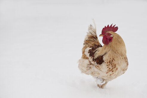Germany, Cock on farm in winter - PAF01810