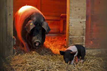 Deutschland, Sau und Ferkel im Schweinestall auf dem Bauernhof - PAF01812
