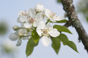 Weiße Apfelblüten - CRF02775