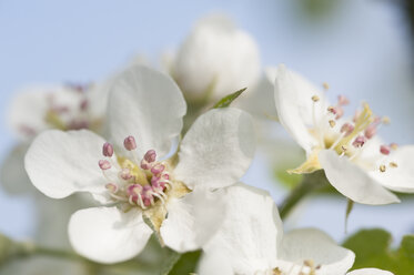 Weiße Apfelblüten, Nahaufnahme - CRF02776