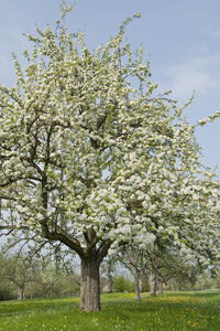 Deutschland, blühende Apfelbäume - CRF02777